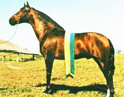 imagem cavalo Gladiador H.B.