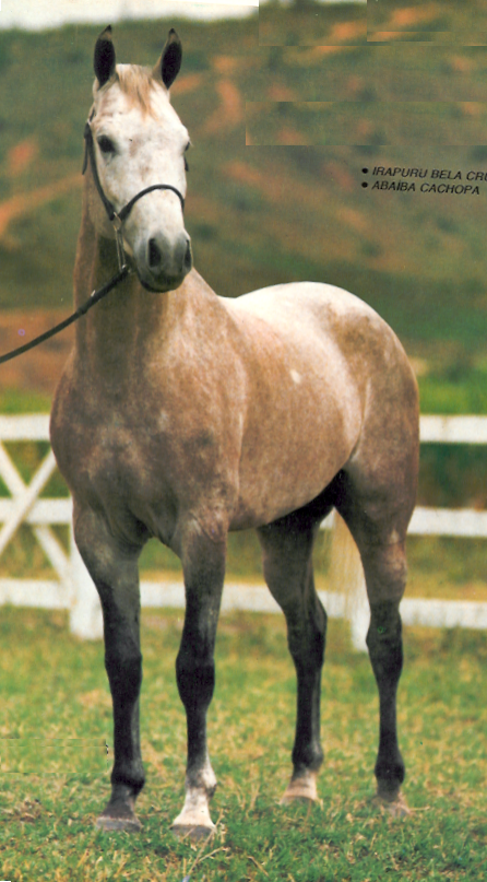 imagem cavalo Gro da Santa Terezinha