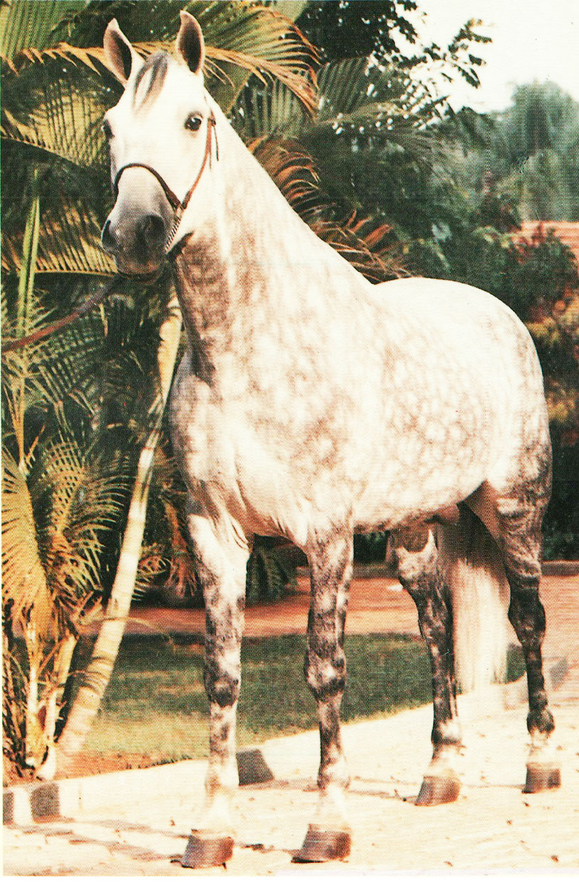 imagem cavalo Guapo Tabatinga