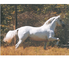 imagem cavalo Gurundi de Alcatia