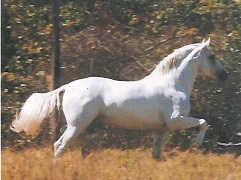 imagem cavalo Gurundi de Alcatia