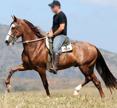 imagem cavalo Hadrion Bela Cruz