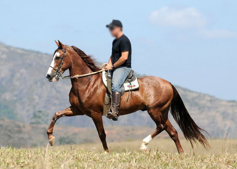 imagem cavalo Hadrion Bela Cruz