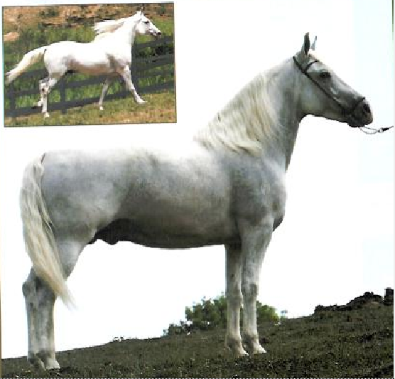 imagem cavalo Haxixe de Itajoana