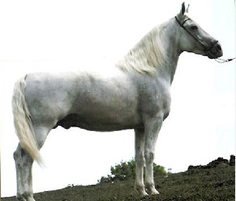 imagem cavalo Haxixe de Itajoana