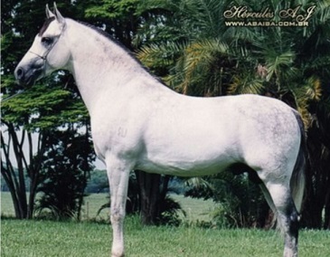 imagem cavalo Hrcules A.J.