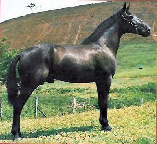 imagem cavalo Herdade Abismo