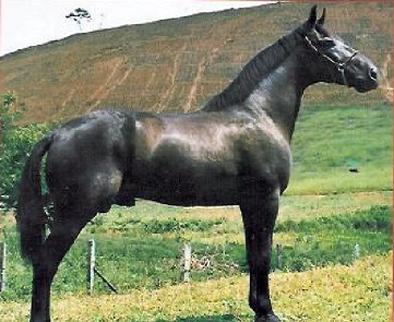 imagem cavalo Herdade Abismo