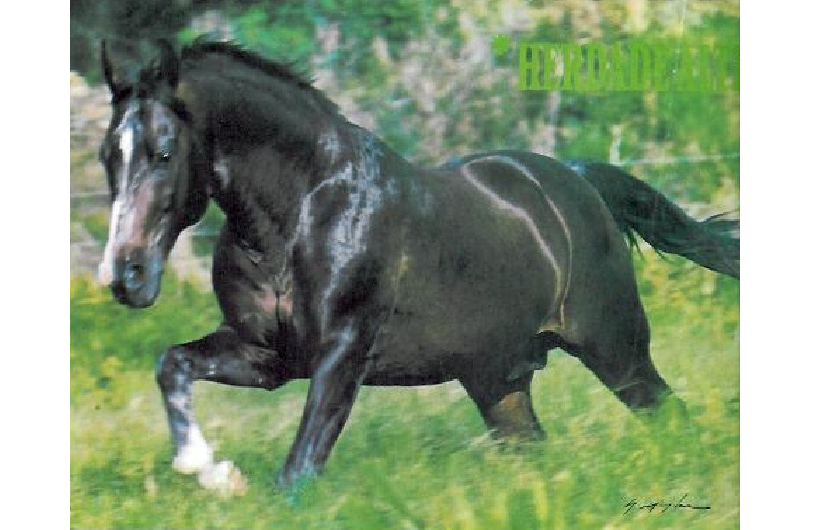 imagem cavalo Herdade Alter