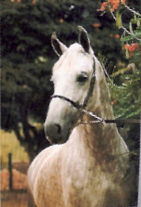 imagem cavalo Herdade Apolo