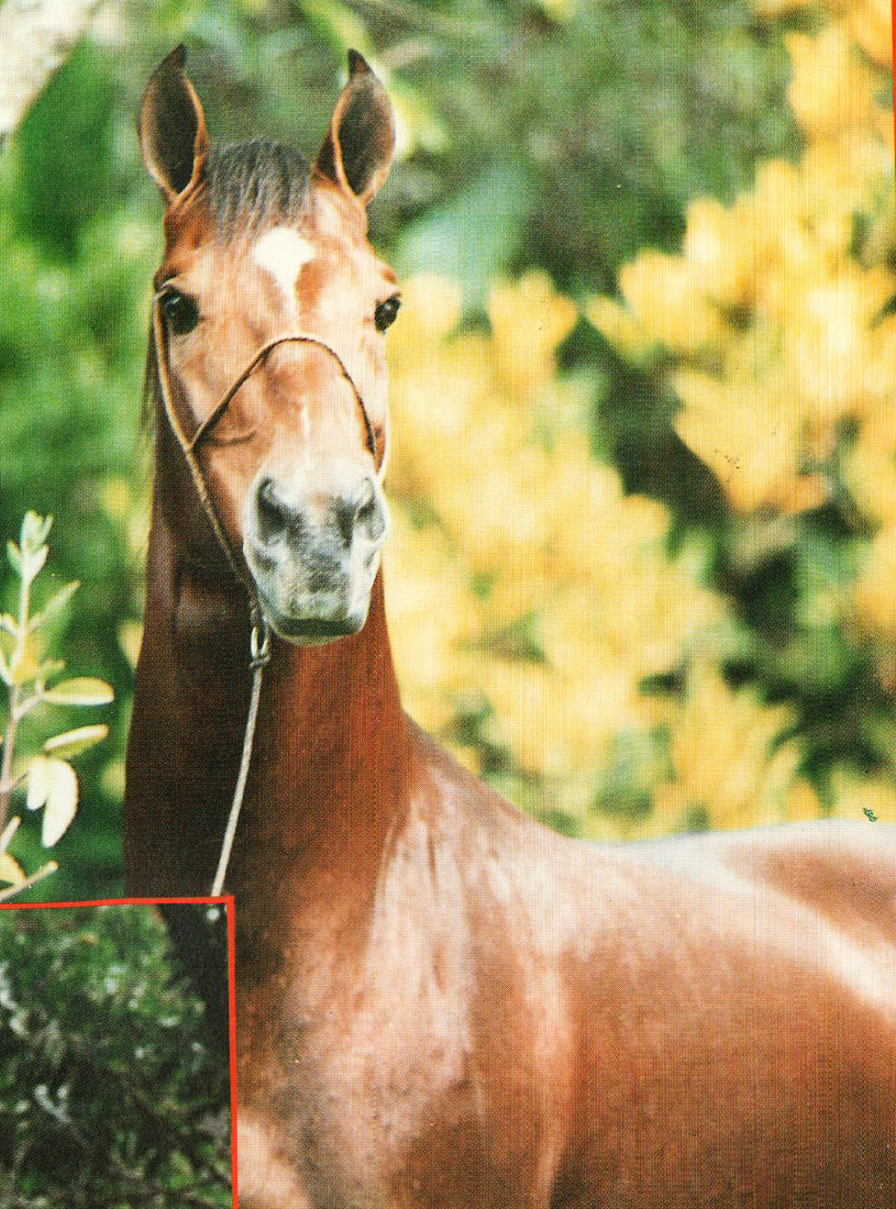 imagem cavalo Herdade Baio