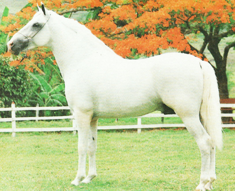 imagem cavalo Herdade Bolero