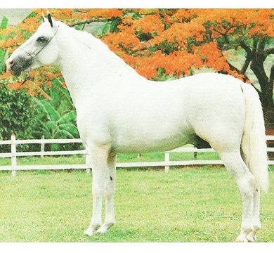 imagem cavalo Herdade Bolero