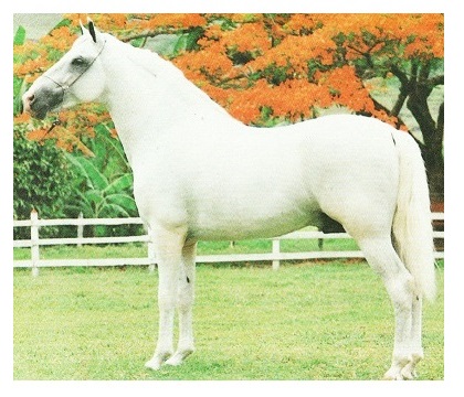 imagem cavalo Herdade Bolero