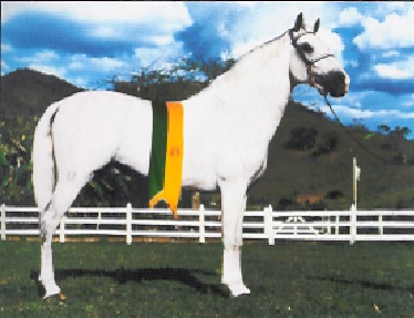 imagem cavalo Herdade Bolero