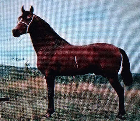 imagem cavalo Herdade Cadilac