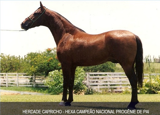 imagem cavalo Herdade Capricho