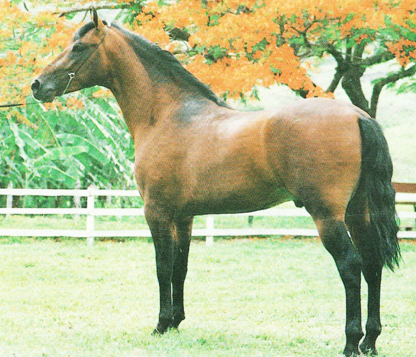 imagem cavalo Herdade Caxias