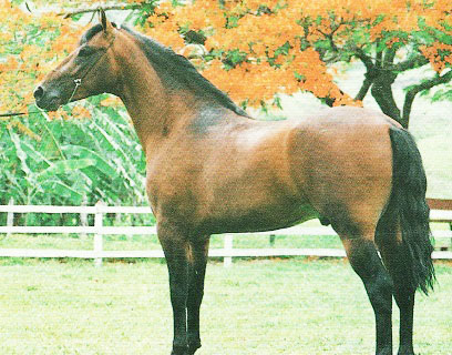 imagem cavalo Herdade Caxias