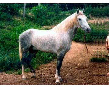 imagem cavalo Herdade Cobre