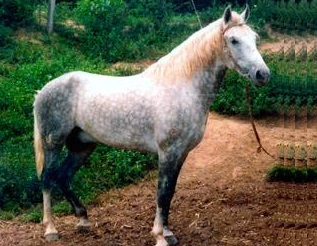 imagem cavalo Herdade Cobre