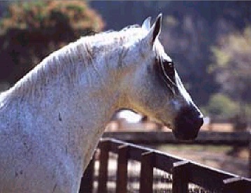 imagem cavalo Herdade Cristal