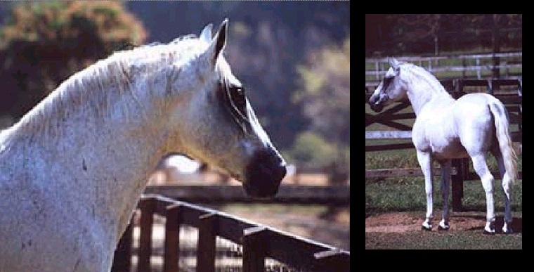 imagem cavalo Herdade Cristal