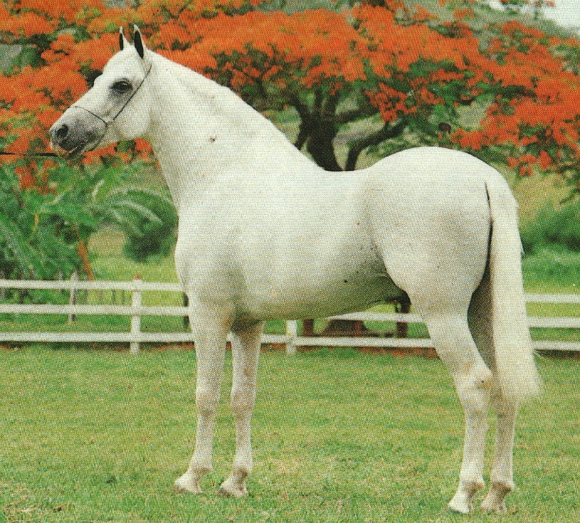 imagem cavalo Herdade Cromo