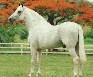 imagem cavalo Herdade Cromo