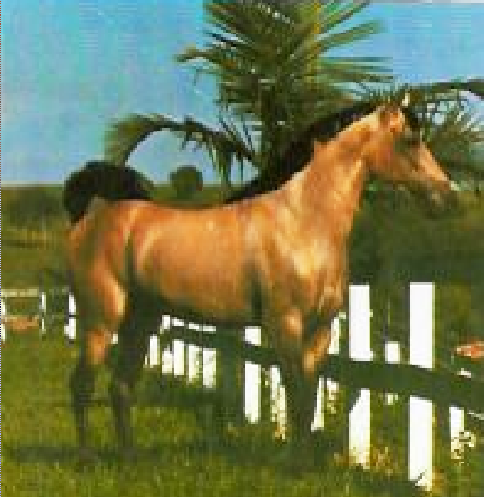 imagem cavalo Herdade Danbio