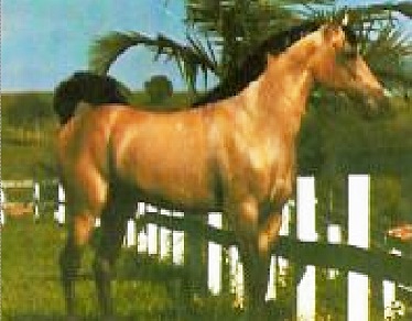 imagem cavalo Herdade Danbio