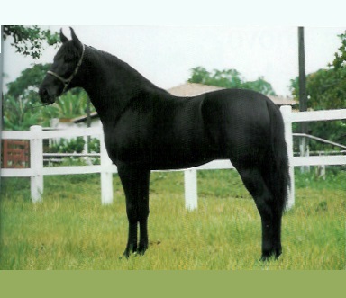 imagem cavalo Herdade Faiso