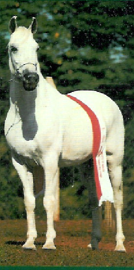 imagem cavalo Herdade Fidalgo