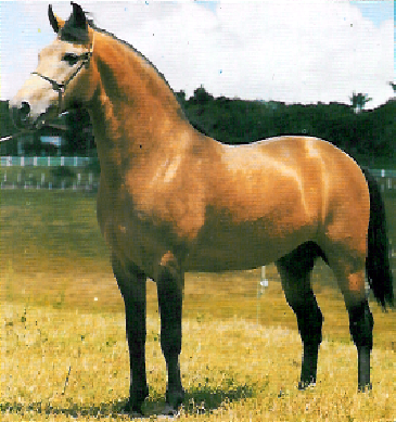 imagem cavalo Herdade Frevo