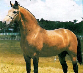 imagem cavalo Herdade Frevo