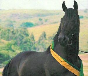 imagem cavalo Herdade Garimpo