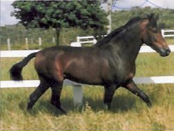 imagem cavalo Herdade Jumbo