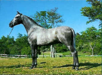 imagem cavalo Herdade Maestro