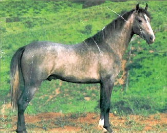 imagem cavalo Herdade Mangalarga