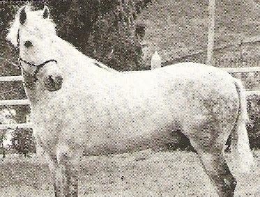 imagem cavalo Herdade Maxixe