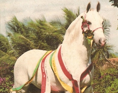 imagem cavalo Herdade Nero