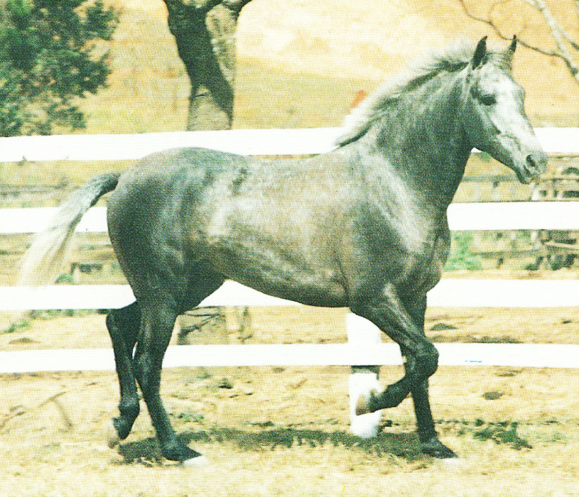 imagem cavalo Herdade Nitrato