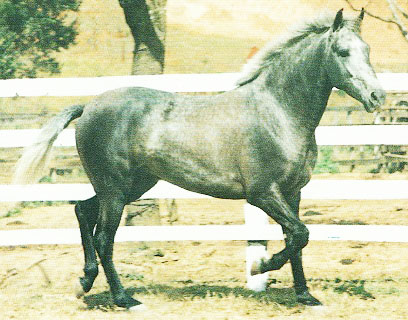 imagem cavalo Herdade Nitrato