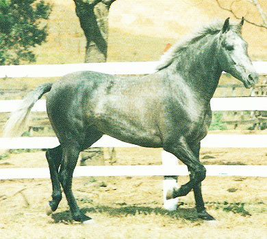 imagem cavalo Herdade Nitrato