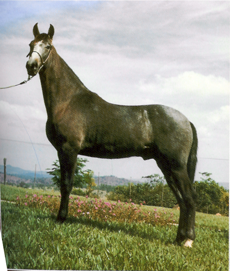 imagem cavalo Herdade Nobre