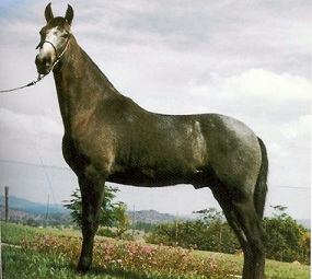 imagem cavalo Herdade Nobre