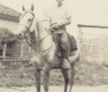 imagem cavalo Herdade Ouro Preto