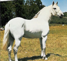 imagem cavalo Herdade Platino