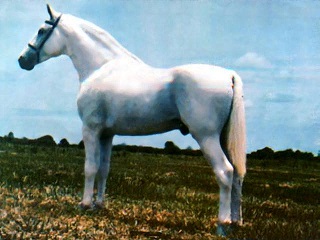 imagem cavalo Herdade Prateado