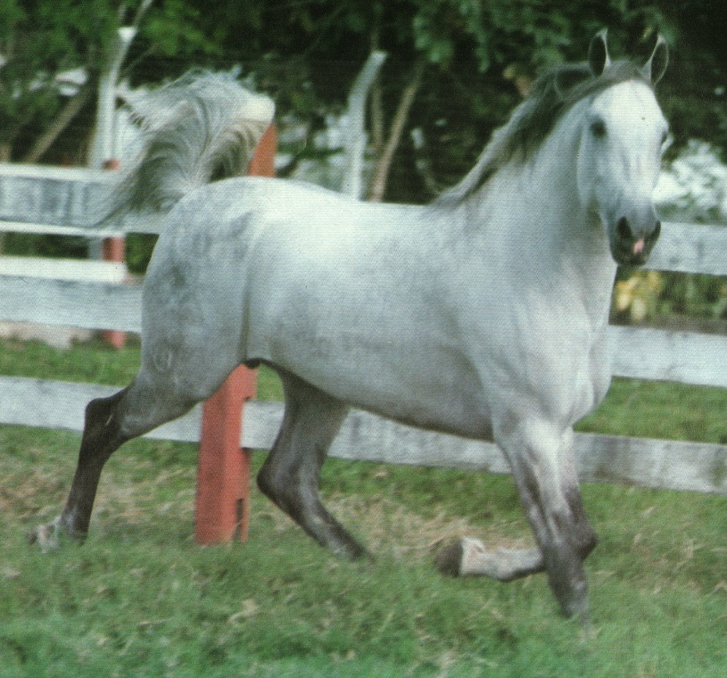 imagem cavalo Herdade Rei